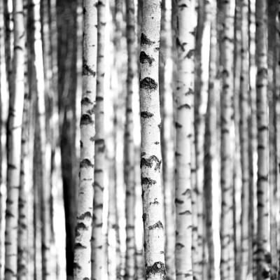 00040 Birch Trees
