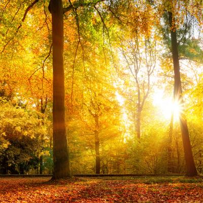 00049 Herbstwald