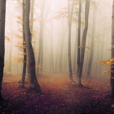 00151 Nebliger Herbstwald