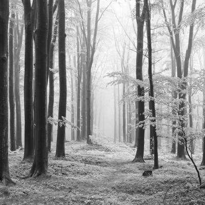 00102 Wald Nebel Schwarzweiss