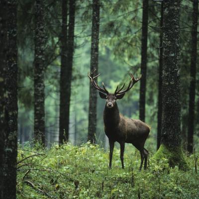 00139 Hirsch Im Wald