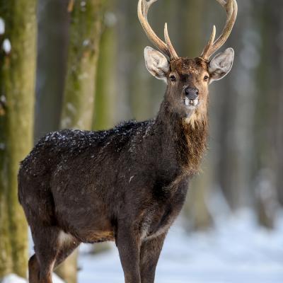 00144 Hirsch Im Winterwald