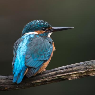 00157 Kingfisher