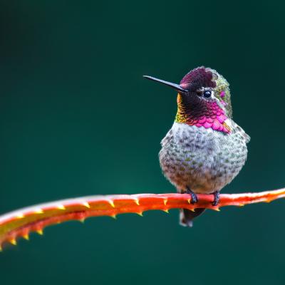 00158 Hummingbird