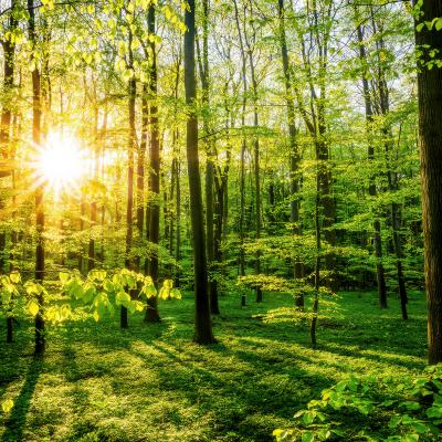 00188 Green Forest