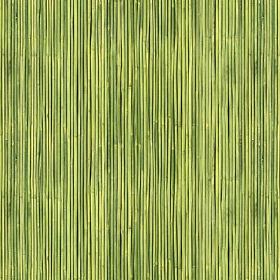 E013024 00 Indian Bamboo