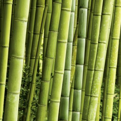 00098 Bambus