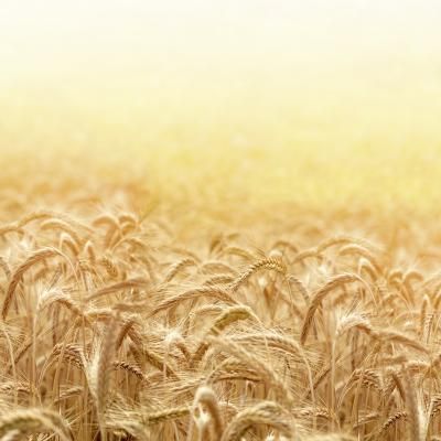 00127 Kornfeld 8000x3050 Wandabwicklung