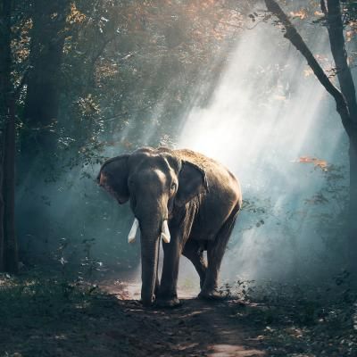 00148 Elephant In Forest Painting